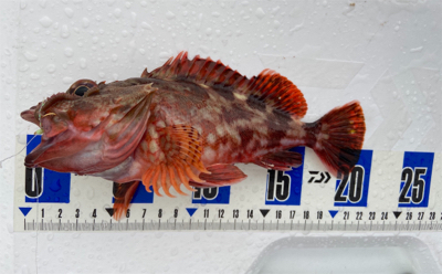 青物以外はよく釣れる^ ^汗