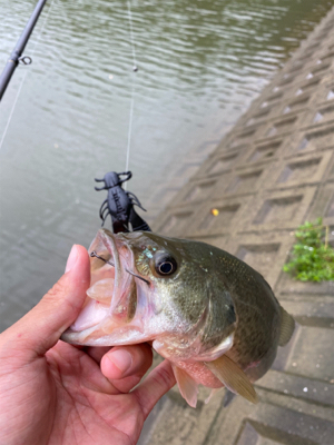 久しぶりのリザーバー