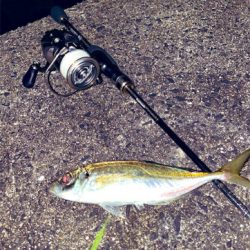 淡路島でアジング好調♪♪