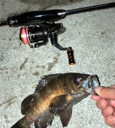 アジング不発。