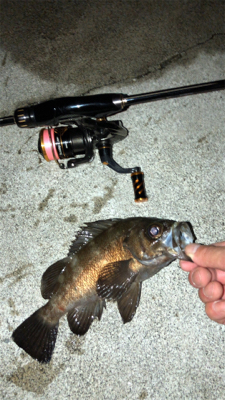 アジング不発。