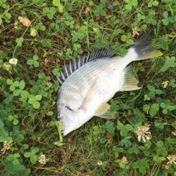 雨後濁りがいい感じ！