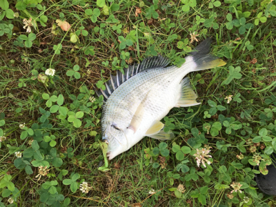 雨後濁りがいい感じ！