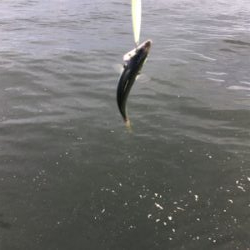 まさかの小サバが激渋。。。