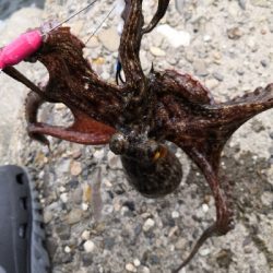 オクトパッシング終盤戦