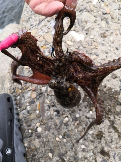 オクトパッシング終盤戦