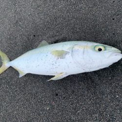 まだまだ小さい