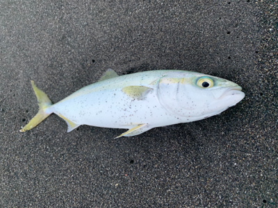 まだまだ小さい