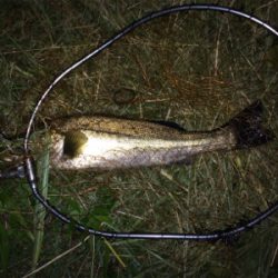 シーバスフィッシング　ハクパターン