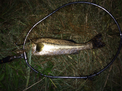 シーバスフィッシング　ハクパターン