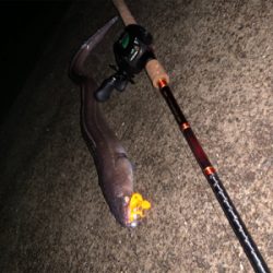 まさかまさかの化けアナゴ