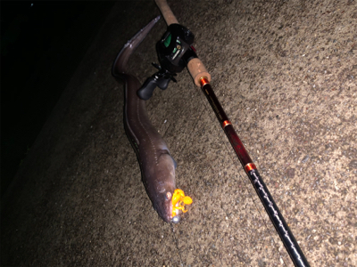 まさかまさかの化けアナゴ