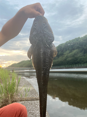 チニングのつもり…が！