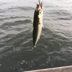 8時頃に小鯖だけは釣れまくり。。。