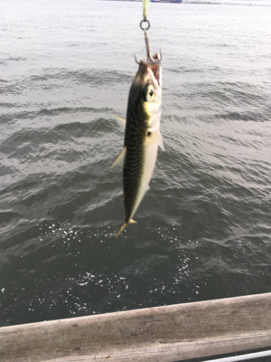 8時頃に小鯖だけは釣れまくり。。。
