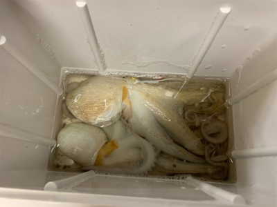 まぁまぁのサイズ♪