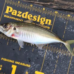 ライトショアジギング で大アジに太刀魚狙い