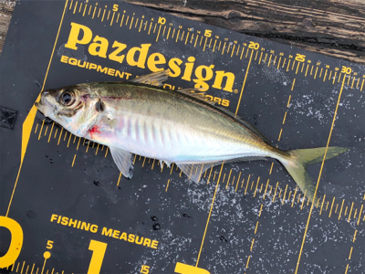 ライトショアジギング で大アジに太刀魚狙い