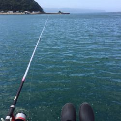 35センチのカンパチ三匹!やっぱり釣りは楽しいなー!