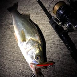 大阪シーバスパトロール