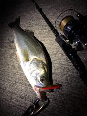 大阪シーバスパトロール