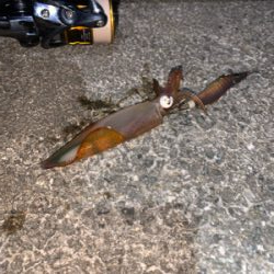 ケンサキイカ②