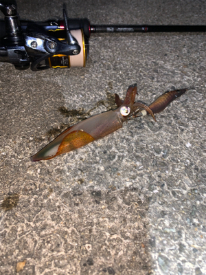 ケンサキイカ②