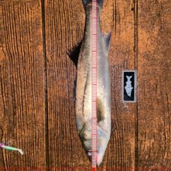 ナイトシーバスでまさかの(笑)