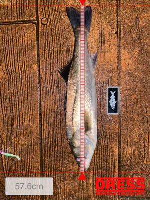 ナイトシーバスでまさかの(笑)