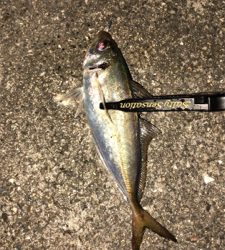 アジングナイト☽