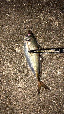 アジングナイト☽