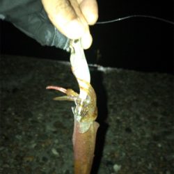 ケンサキイカ調査(^.^)