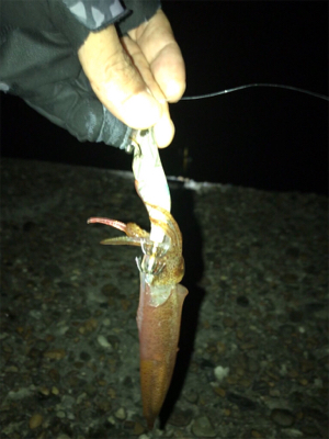 ケンサキイカ調査(^.^)