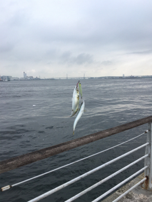 今朝も小鯖は場所次第で爆釣w