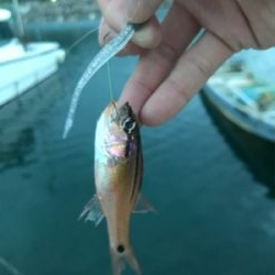 久しぶりの島根ライトゲーム