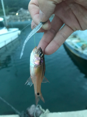 久しぶりの島根ライトゲーム