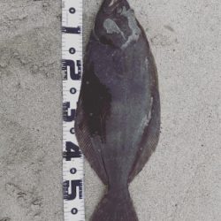 久慈川河口で小座布団GET