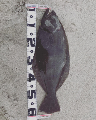 久慈川河口で小座布団GET