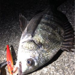 大阪シーバスパトロール