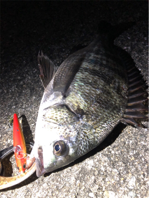 大阪シーバスパトロール