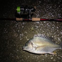 チニング 横ではハクボイル