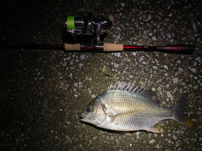 チニング 横ではハクボイル