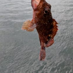 大サバは？中サバばかり…