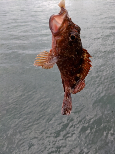 大サバは？中サバばかり…