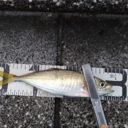 7/5釣果○尺アジ釣れだしました！チヌツバスグレガシラボラ