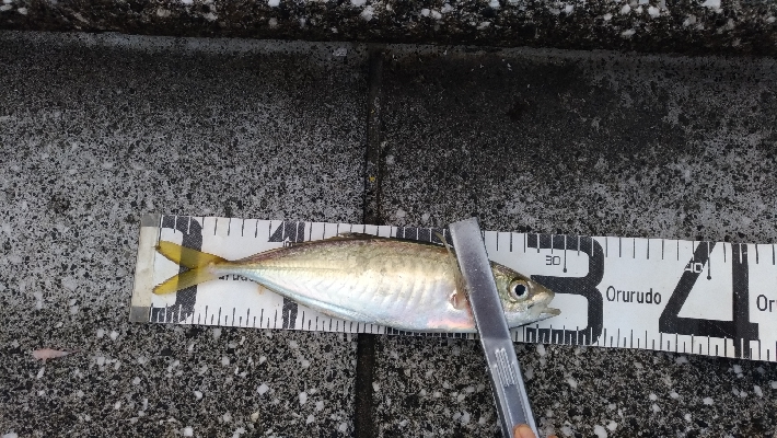 7/5釣果○尺アジ釣れだしました！チヌツバスグレガシラボラ