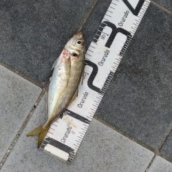 7/19釣果尺アジチヌバリグレツバス