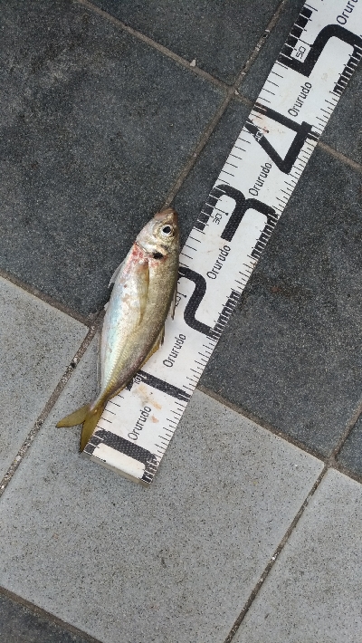 7/19釣果尺アジチヌバリグレツバス