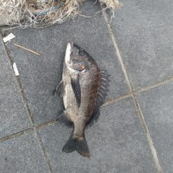 7/24釣果チヌバリムツツバス小サバ