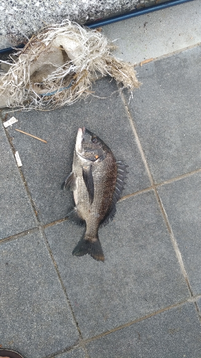 7/24釣果チヌバリムツツバス小サバ